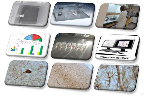 Cognitive and Translational Neuroscience Projects
